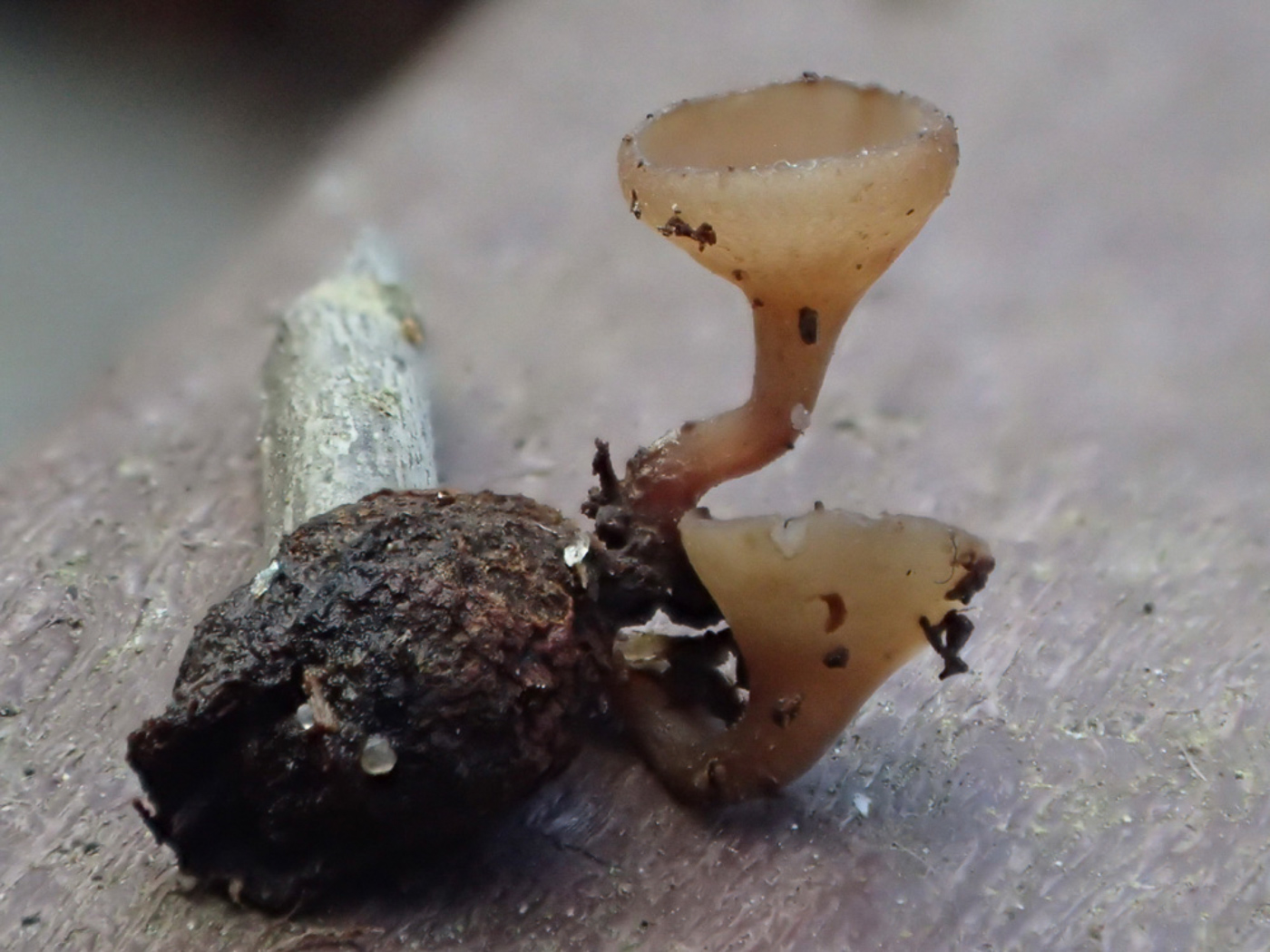 Photo © Sarah Ebdon Monilinia johnsonii by Sarah Ebdon